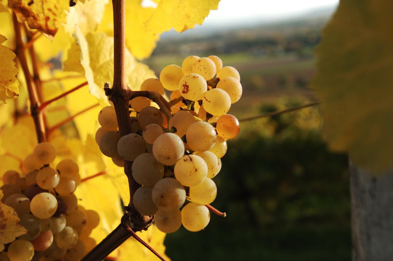 Prabatsch-Aichinger Winzergut Lägenhet Langenlois Exteriör bild